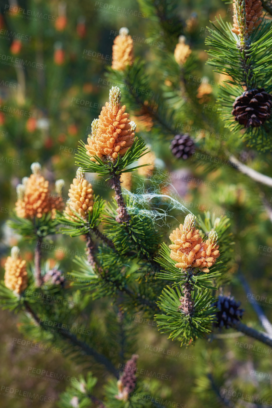 Buy stock photo Green, nature and spiderweb on pine tree in forest with sustainable ecosystem in outdoor park. Woods, leaves and morning plants with ecology, spring flowers and web on conifer in natural environment