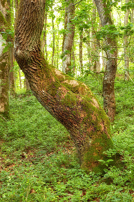 Buy stock photo Nature in the Kingdom of Denmark