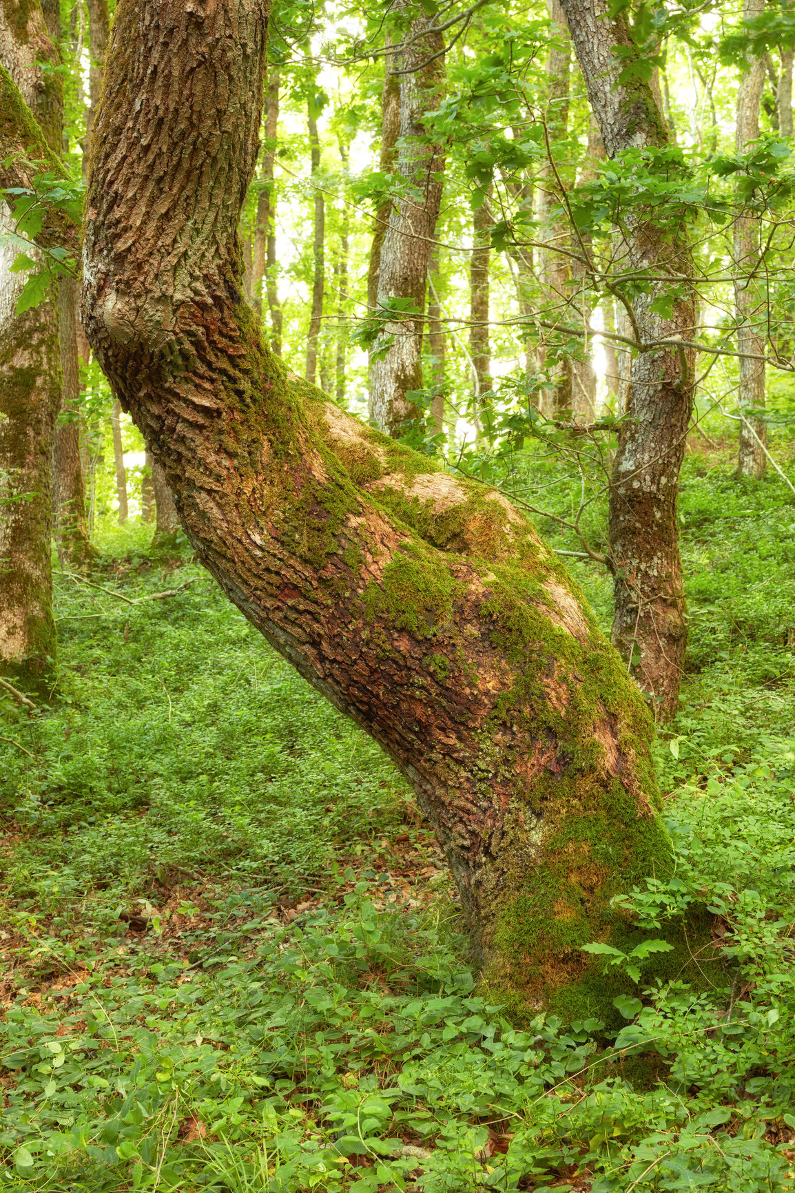 Buy stock photo Nature in the Kingdom of Denmark