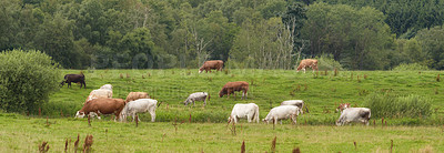 Buy stock photo Grass field, animal or live stock with farmland for natural produce, sustainability or agro life in countryside. Nature, agriculture or group of cows on banner with greenery or vegetation for growth