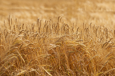 Buy stock photo Nature in the Kingdom of Denmark