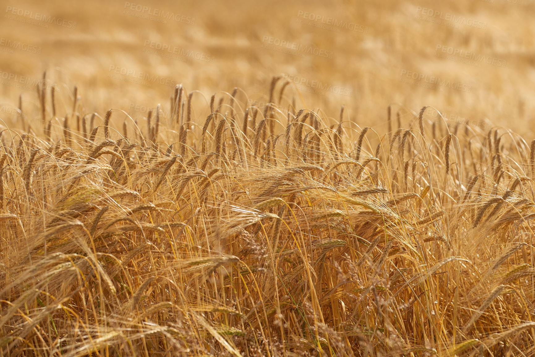 Buy stock photo Wheat, plants and farm in nature outdoor with agriculture harvest, cultivated crops and rice production. Field, farming leaves and grain growth with natural environment, sustainable and Denmark food