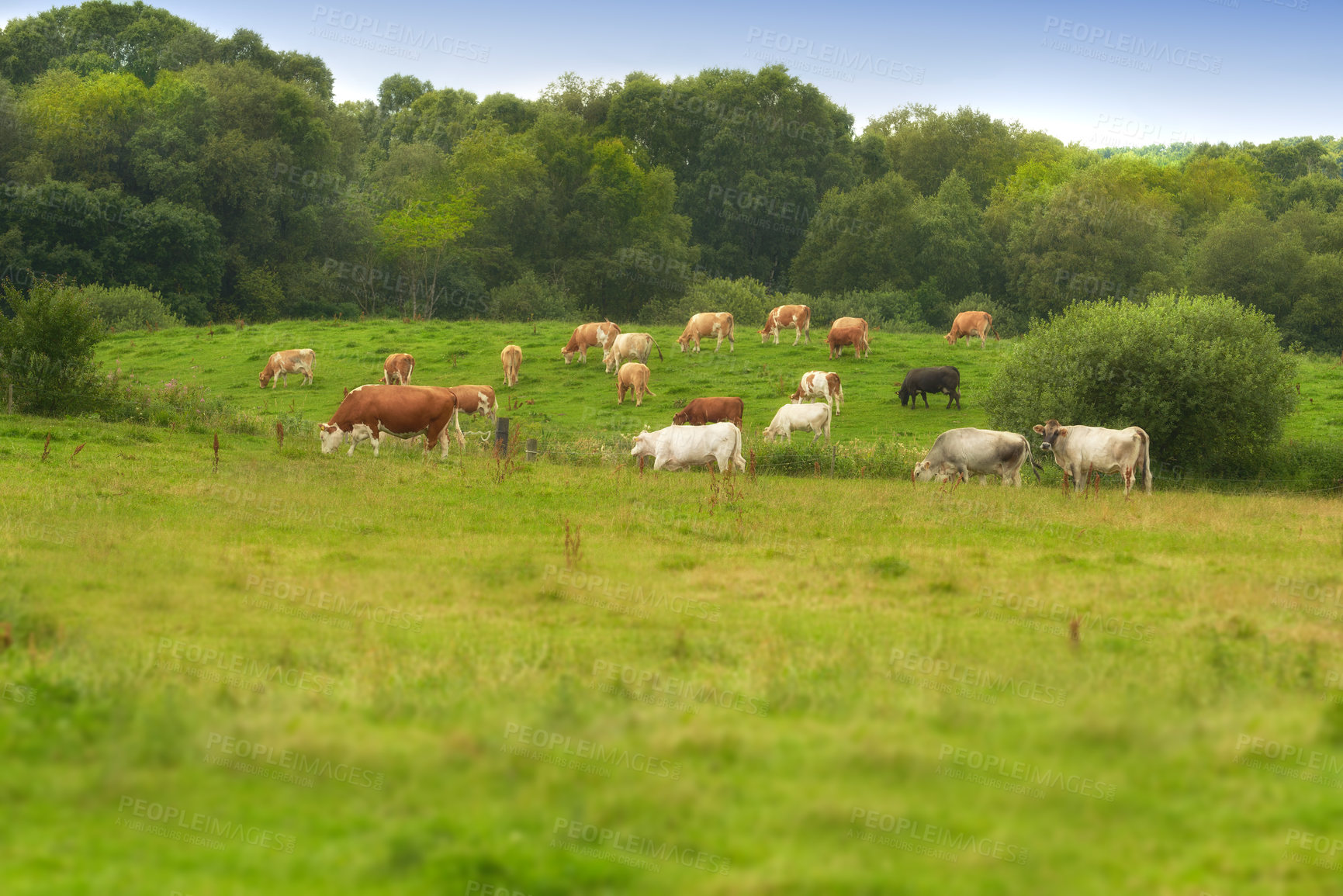 Buy stock photo Nature in the Kingdom of Denmark