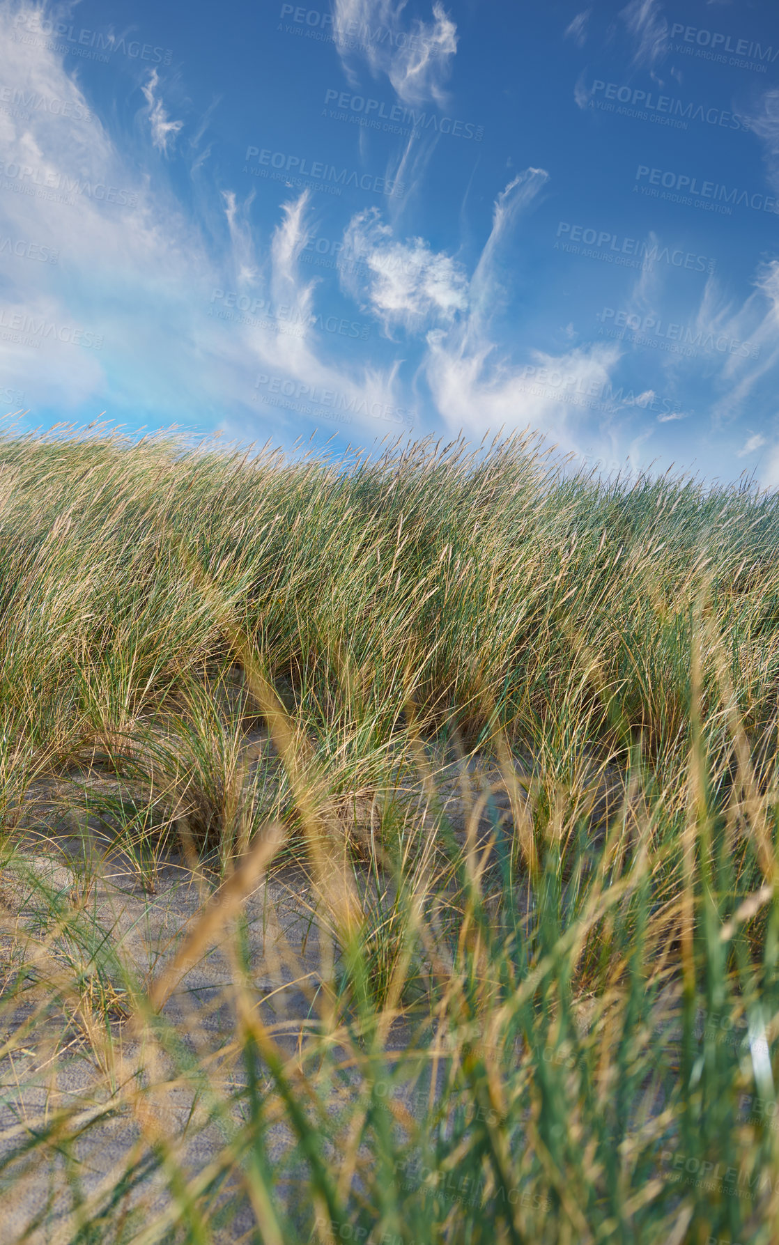 Buy stock photo Grass, land and beach sand with blue sky outdoor for coastal environment, plant growth and summer. Nature, Poaceae species and green leaves with topical ecology, natural habitat and Denmark landscape