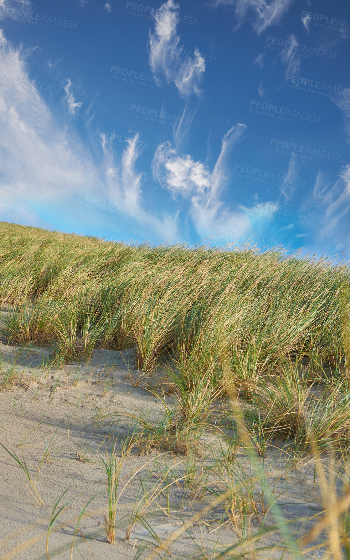 Buy stock photo Grass, land and beach sand with nature outdoor for coastal environment, plant growth and summer. Blue sky, Poaceae species and green leaves with topical ecology, natural habitat and Denmark landscape