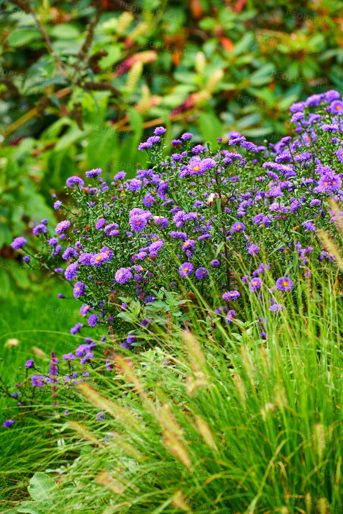 Buy stock photo Purple flowers, grass and leaves with bloom for spring season, horticulture or foliage in nature. Empty, garden design or floral bushes with colorful petals or stems for ecology or natural botany