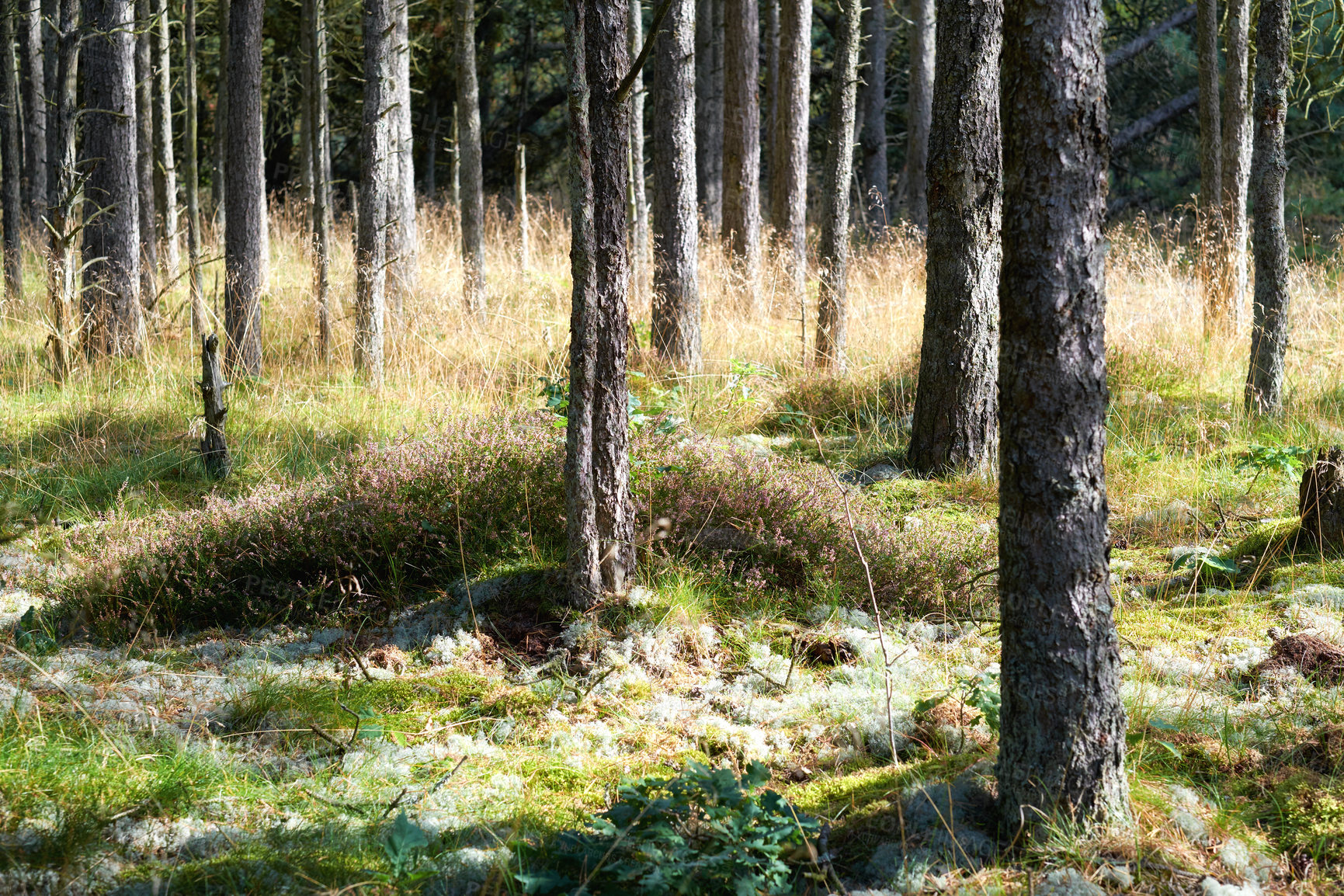 Buy stock photo Nature in the Kingdom of Denmark