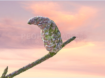 Buy stock photo Branch, pine cone and sunset of nature landscape, sustainable environment and wildlife habitat. Morning sunrise, tree bark and pinaceae species for season change, natural growth and ecosystem balance