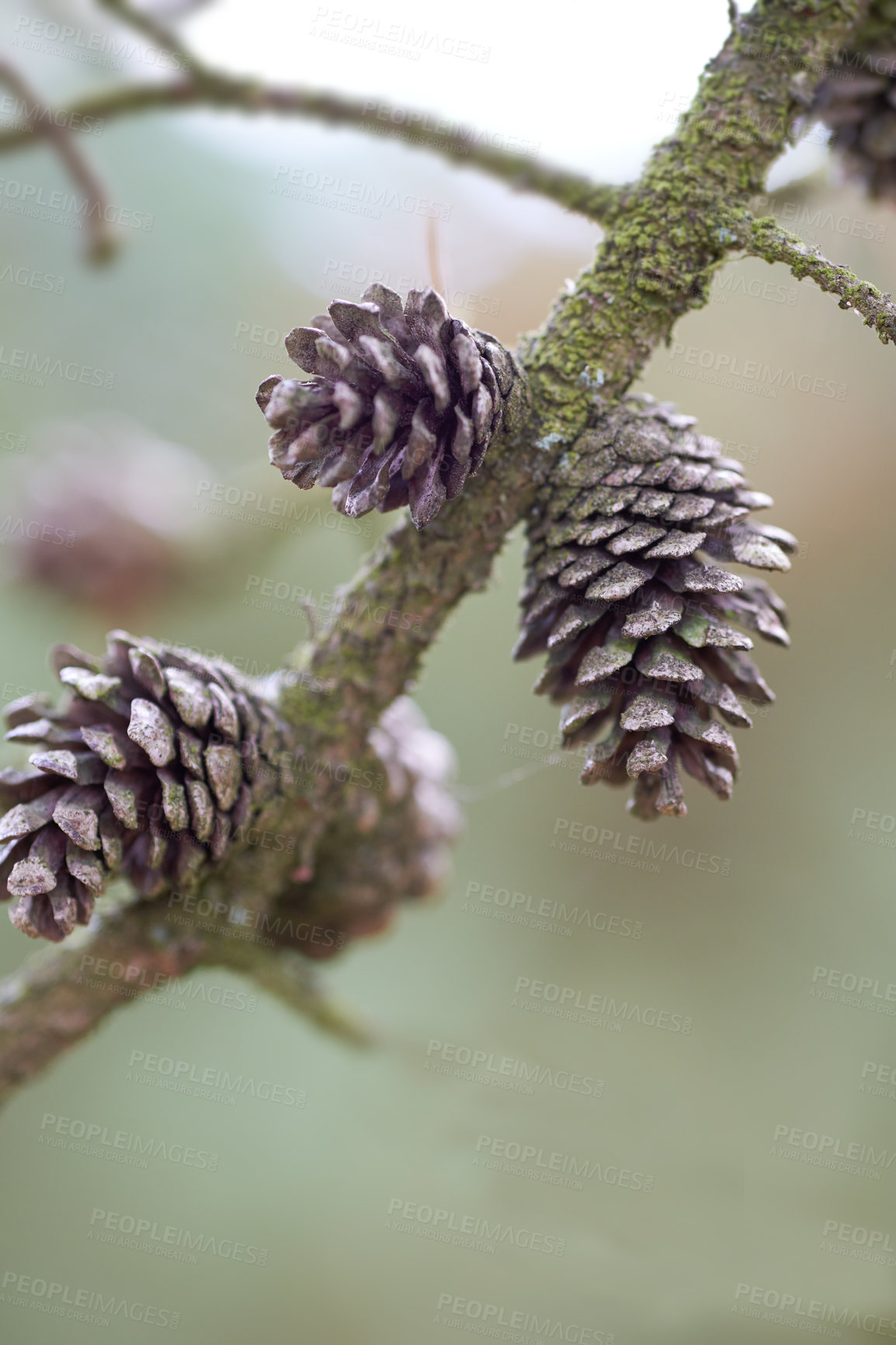 Buy stock photo Green, nature and pine cone on tree in forest with sustainable ecosystem in outdoor park. Woods, growth and morning plants with ecology, autumn branch and conifer in natural environment in Denmark