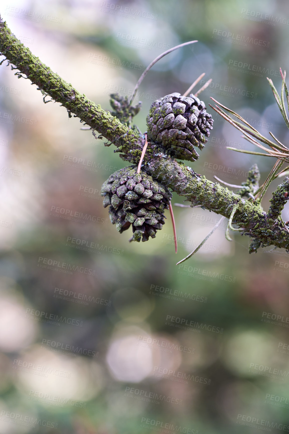 Buy stock photo Growth, nature and cone on pine tree in forest with sustainable ecosystem in outdoor park. Woods, green and morning plants with ecology, autumn branch and conifer in natural environment in Denmark