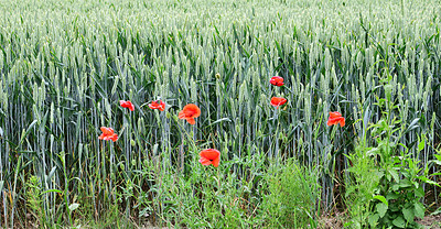 Buy stock photo Nature in the Kingdom of Denmark