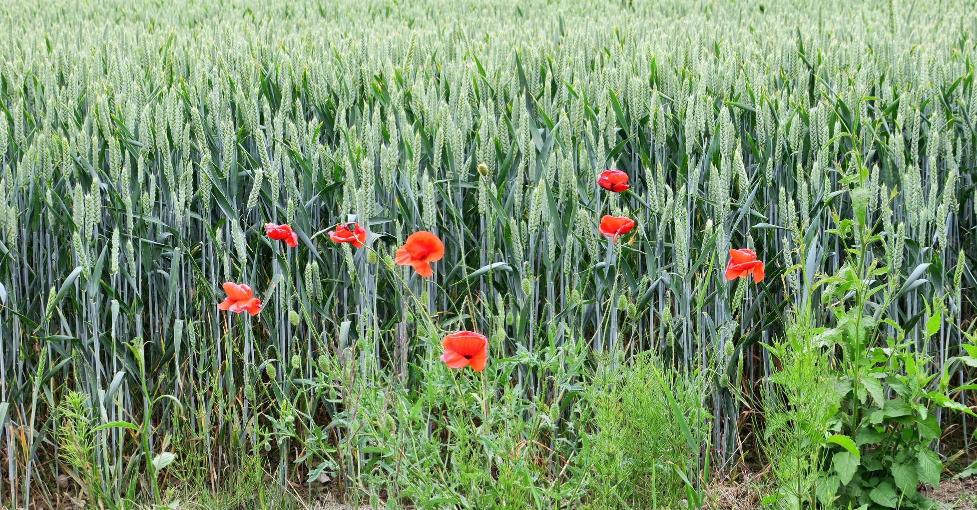 Buy stock photo Nature in the Kingdom of Denmark