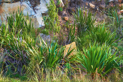 Buy stock photo Lush green bushes and shrubs growing among the rocks on Table Mountain, Cape Town, South Africa. Flora and plants in a peaceful, calm, serene, quiet and uncultivated nature reserve overseas in summer