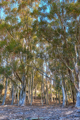 Buy stock photo Landscape of eucalyptus gum trees growing in quiet woods on Table Mountain, Cape Town, South Africa. Green evergreen forest in remote countryside. Environmental nature conservation or deforestation