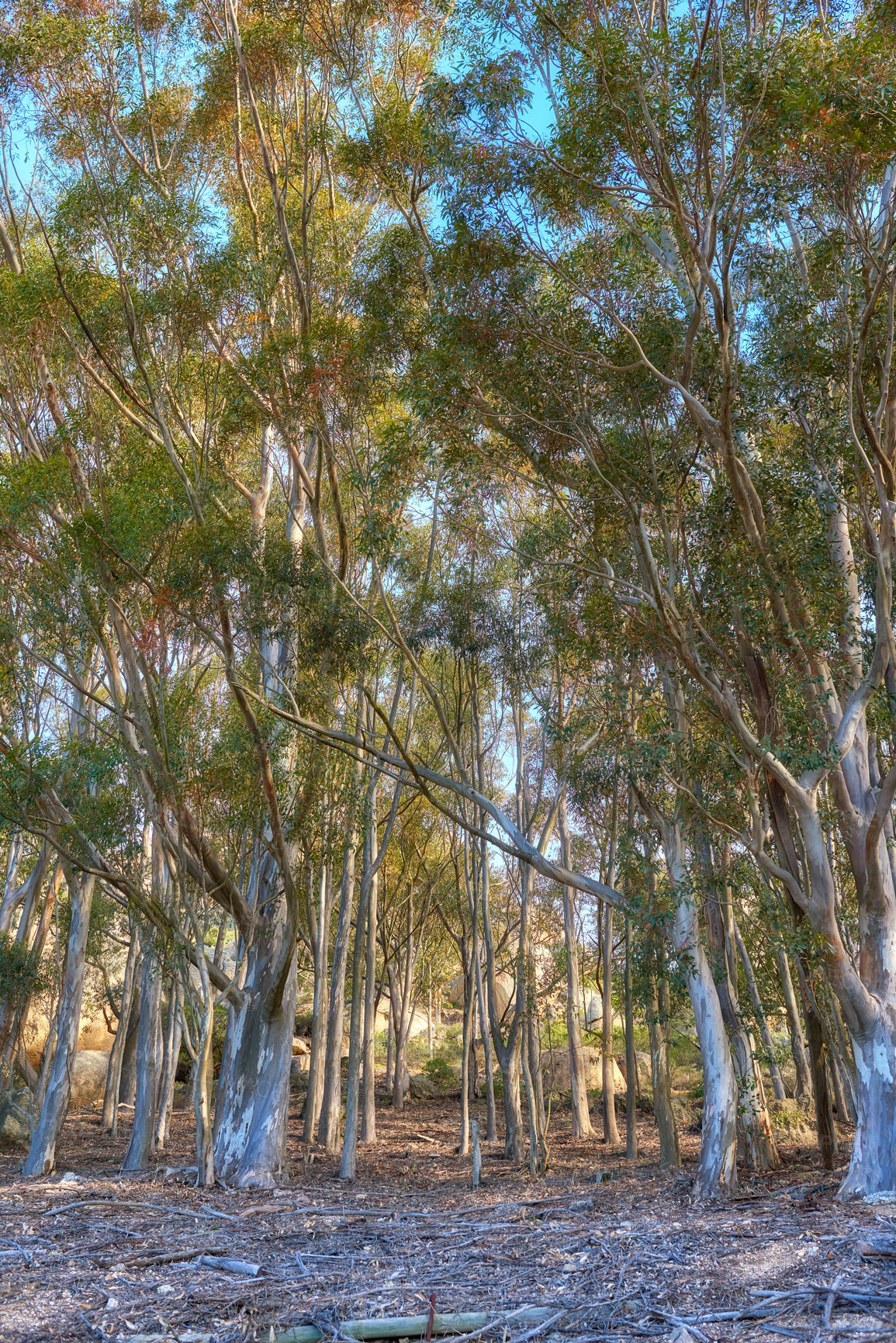 Buy stock photo Landscape of eucalyptus gum trees growing in quiet woods on Table Mountain, Cape Town, South Africa. Green evergreen forest in remote countryside. Environmental nature conservation or deforestation
