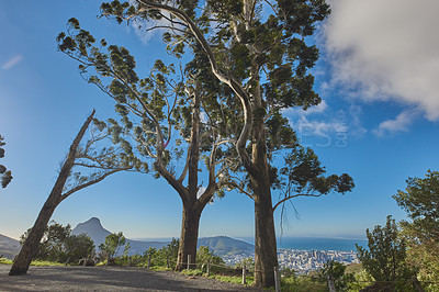 Buy stock photo Landscape of a mountain trail near cultivated woodland on Table Mountain in Cape Town. Forest of tall Eucalyptus trees growing on a sandy hill in South Africa overlooking the ocean and cityscape 