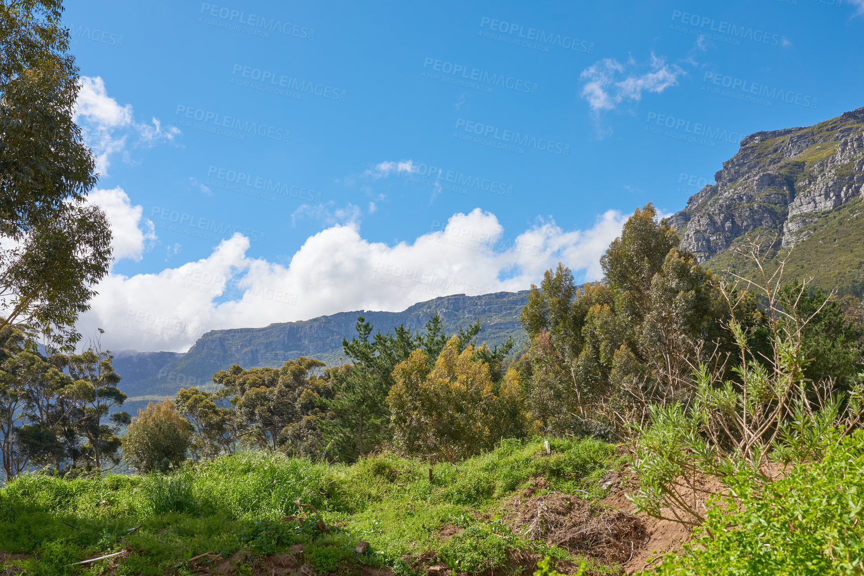 Buy stock photo Plants and trees in nature with Table Mountain in the background against blue sky in summer. Scenic popular natural landmark and tourist attraction for adventure while on a getaway vacation 