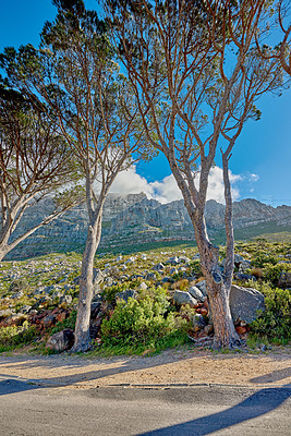 Buy stock photo Trees and nature beside a mountain road on a sunny day outside. Low angle view of a mountain peak in South Africa. Scenic landscape of a remote street or walking path near Table Mountain in Cape Town