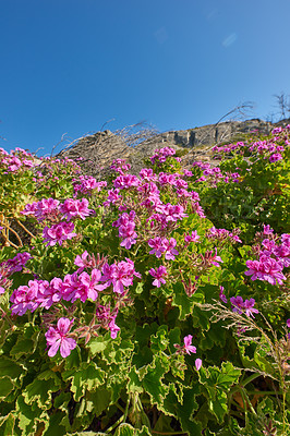 Buy stock photo Colorful pink flowers with green foliage growing on a mountain slope against a clear blue sky background with copy space from below. Regal pelargonium from the geranium species blooming in nature