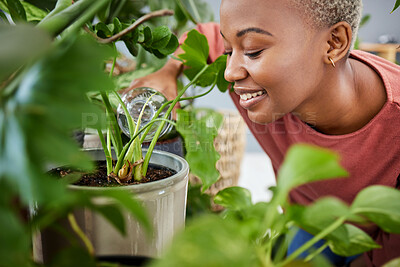 Buy stock photo Black woman, water and plants in house with growth in garden, greenhouse or gardening care in home. Green, plant and person happy with natural development, care and hydrate soil with liquid in bottle