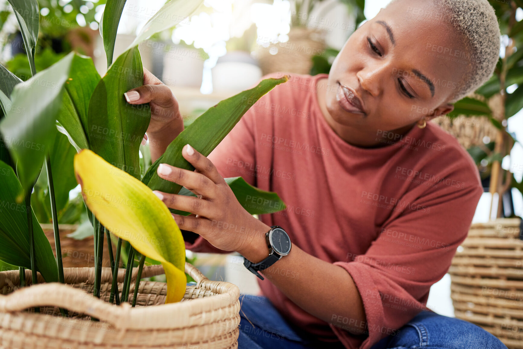 Buy stock photo Plant, retail and shopping with black woman in small business for agriculture, quality assurance and gardening. Ecology, spring and inventory with person in nursery store for environment and check