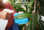 Hand, leaf and spray bottle with a woman cleaning plants for disinfection while gardening in her home. Spring, sustainability and growth with a female gardener in a house for hygiene or hydration
