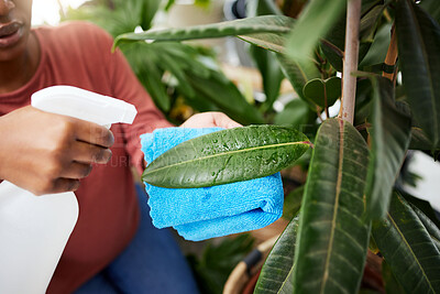 Buy stock photo Hand, leaf and spray bottle with a woman cleaning plants for disinfection while gardening in her home. Spring, sustainability and growth with a female gardener in a house for hygiene or hydration
