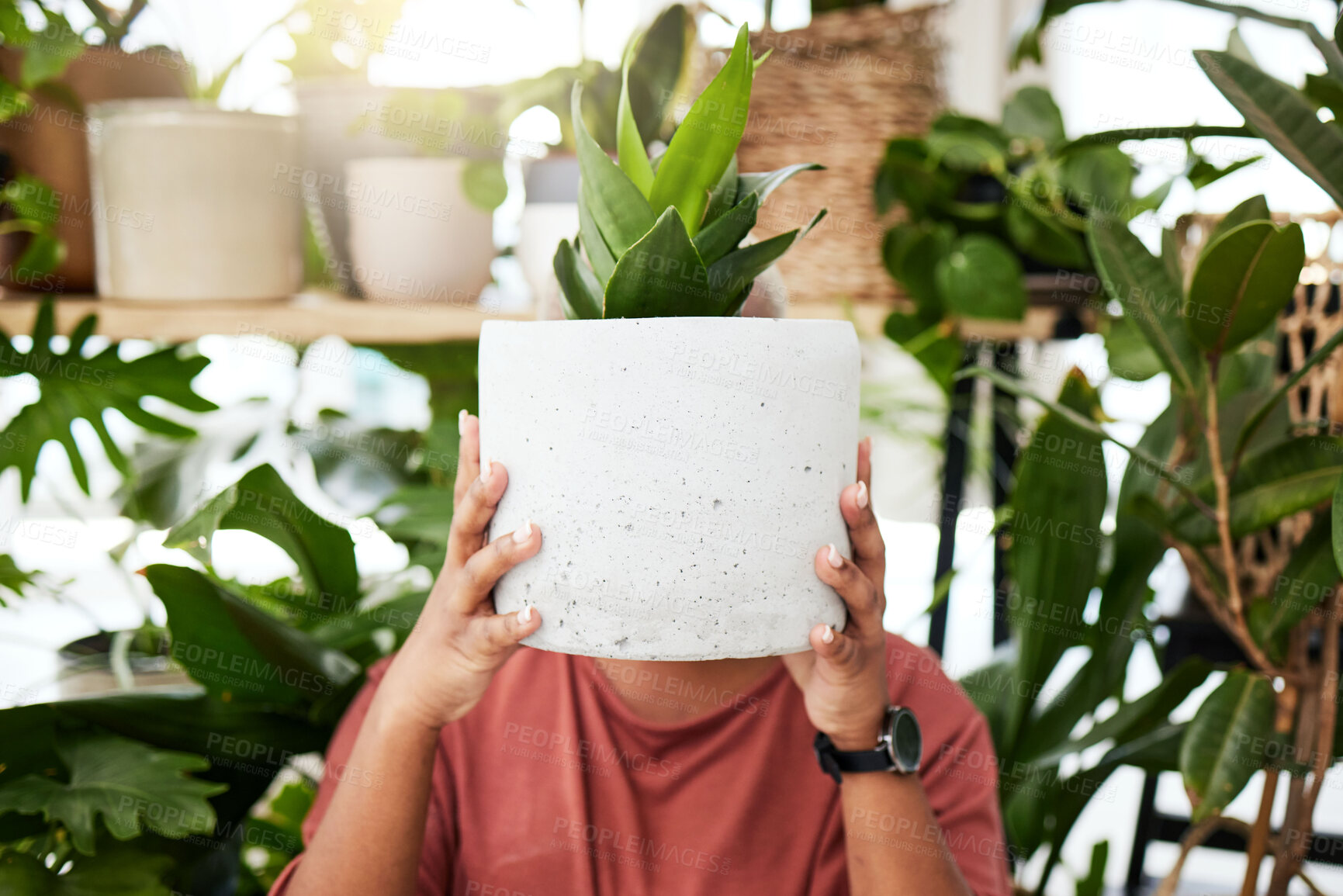 Buy stock photo Garden, plant and woman with a cactus in house for growth, development and care for plants, leaves and sunshine in greenhouse. Gardening, person and holding an aloe houseplant in a ceramic pot