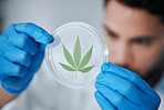 Science, medical marijuana and man with leaf in petri dish for research, biology and study medicine. Healthcare, laboratory and scientist with weed or cannabis for treatment, drugs and agriculture