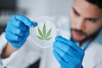 Science, cannabis and man with plant in petri dish for research, biology and study medicine. Healthcare, laboratory and scientist with weed or marijuana for agriculture, medical drugs and analysis