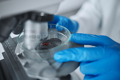 Buy stock photo Hands, scientist and microscope with blood petri dish in laboratory for research study, analysis or test. Science, medical professional and doctor with biotechnology, equipment and dna for experiment
