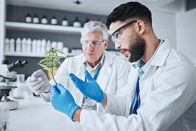 Buy stock photo Science, cannabis and men with plant in medical laboratory for research, biology and study medicine. Healthcare, cbd agriculture and scientists with weed or marijuana for analysis, test and ecology