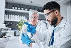 Science, cannabis and scientist with plant in laboratory for research, biology and study medicine. Healthcare, agriculture and men with weed or marijuana leaf for medical treatment, drugs or analysis