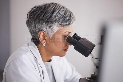 Buy stock photo Senior scientist, woman and microscope, analysis of data and medical research, profile and experiment. DNA sample, assessment and investigation with female doctor in lab, science study and biotech
