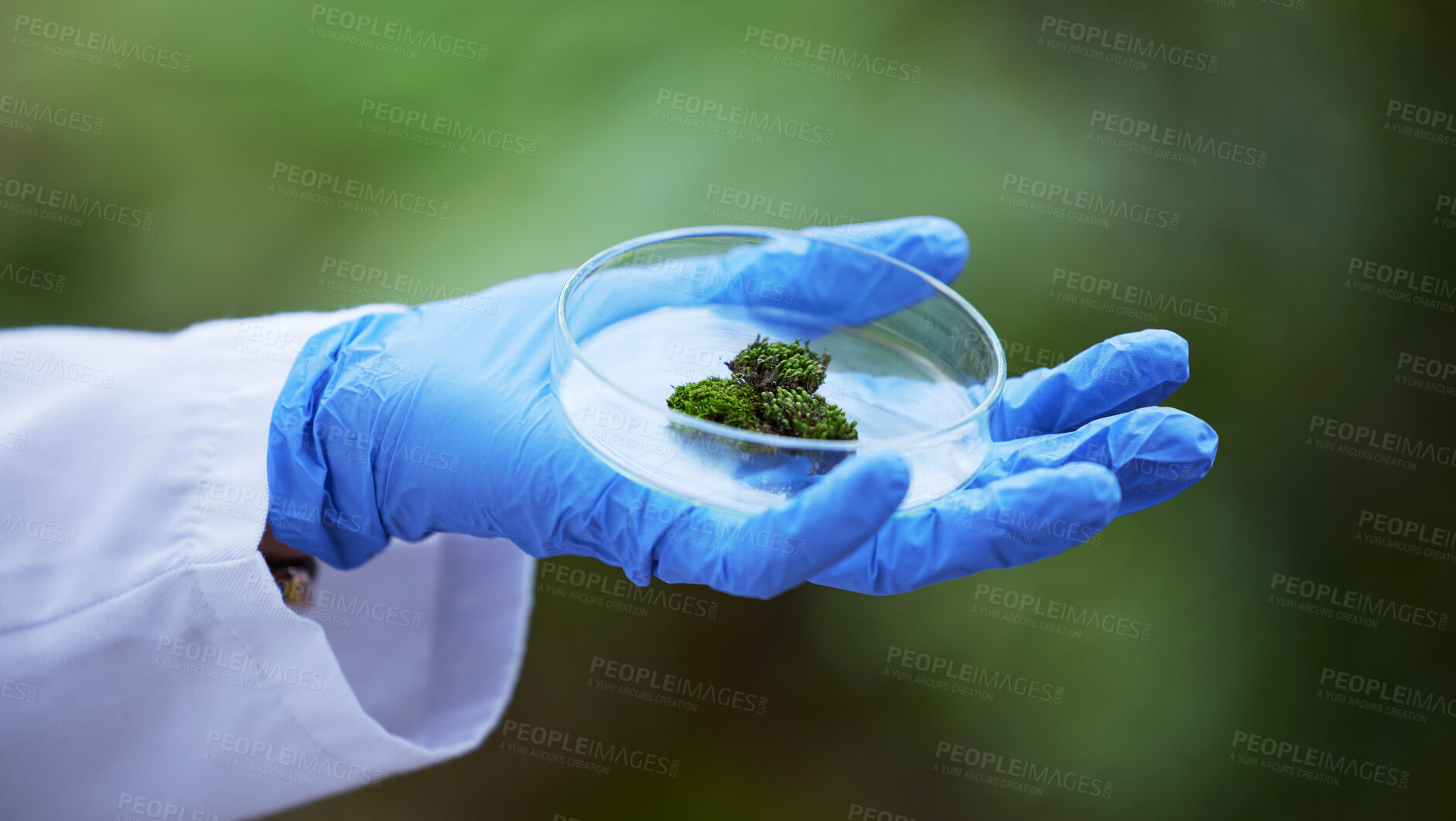 Buy stock photo Scientist hand, petri dish and plant in nature, studying growth in forest for sustainable analysis. Ecology, science and research in agriculture, biotechnology and development test with moss in glass