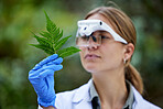Science, analysis and woman with leaf in woods, studying growth of trees and sustainable plants in nature. Ecology, green leaves and research in biology, scientist with glasses and forest inspection.