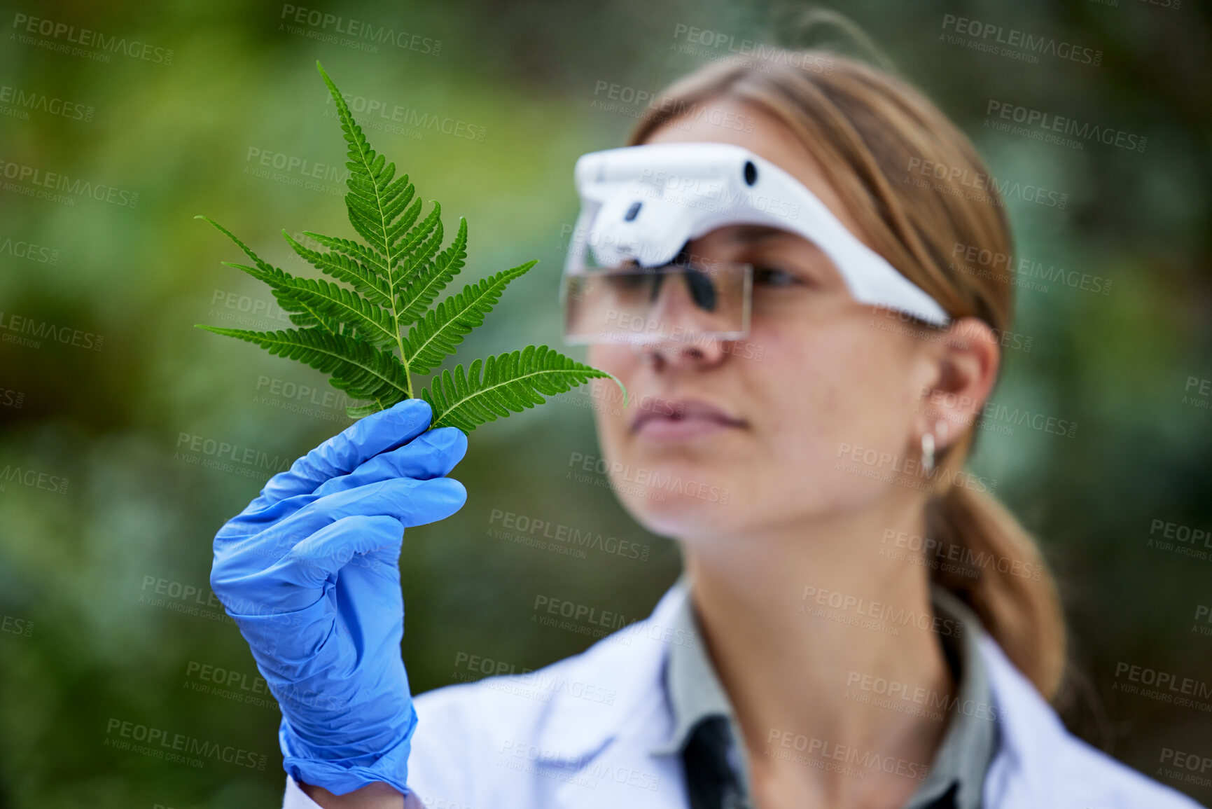 Buy stock photo Science, analysis and woman with leaf in woods, studying growth of trees and sustainable plants in nature. Ecology, green leaves and research in biology, scientist with glasses and forest inspection.
