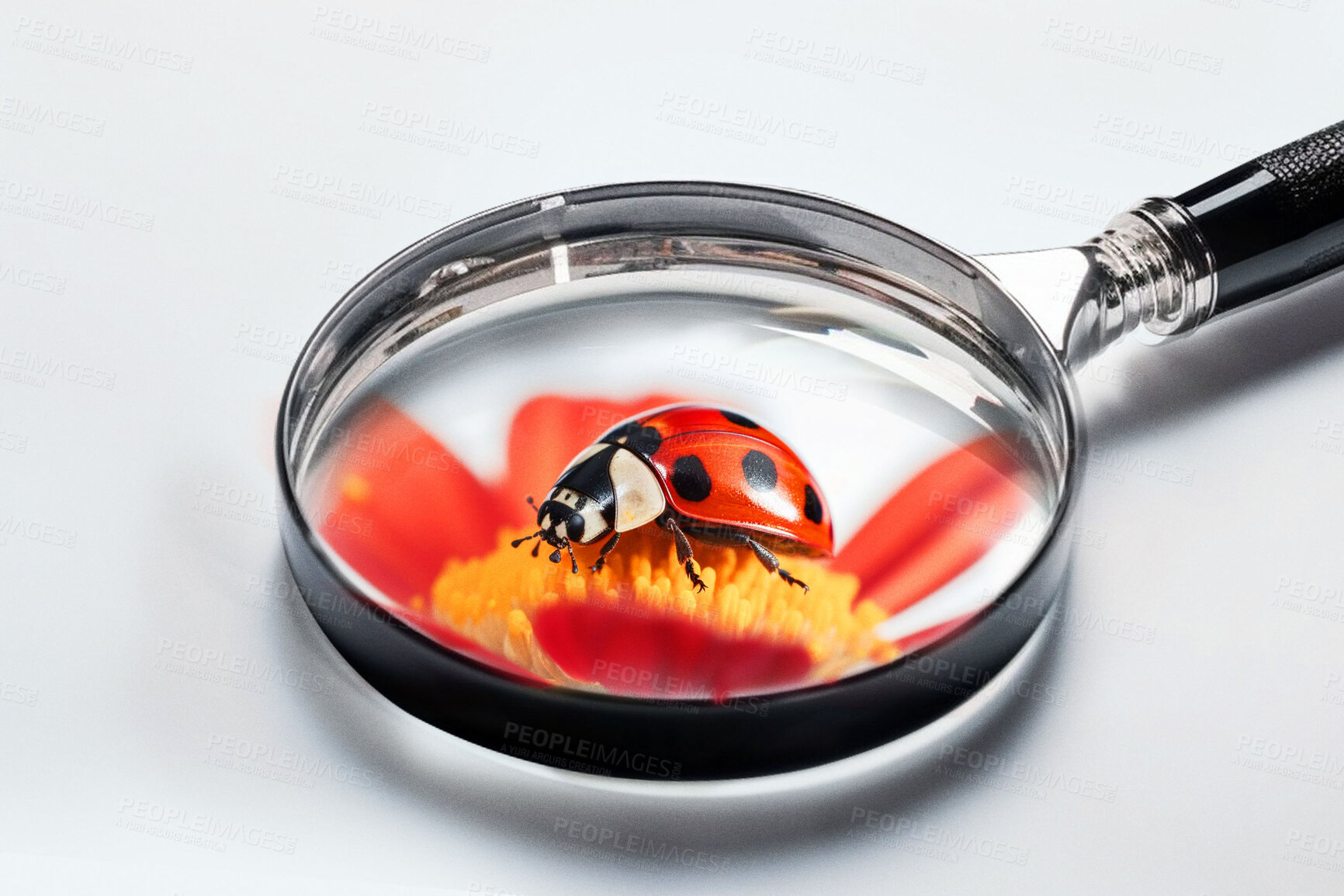 Buy stock photo Closeup, magnifying glass and red ladybug with daisy flower on white studio background for science research, study and entomology. Ai generated, bugs and flying insects with magnifier for inspection