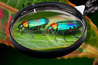 Closeup, magnifying glass and jewel beetle on leaf plant for science research, study and entomology in green nature garden. Ai generated, bugs or flying insects with magnifier for backyard inspection