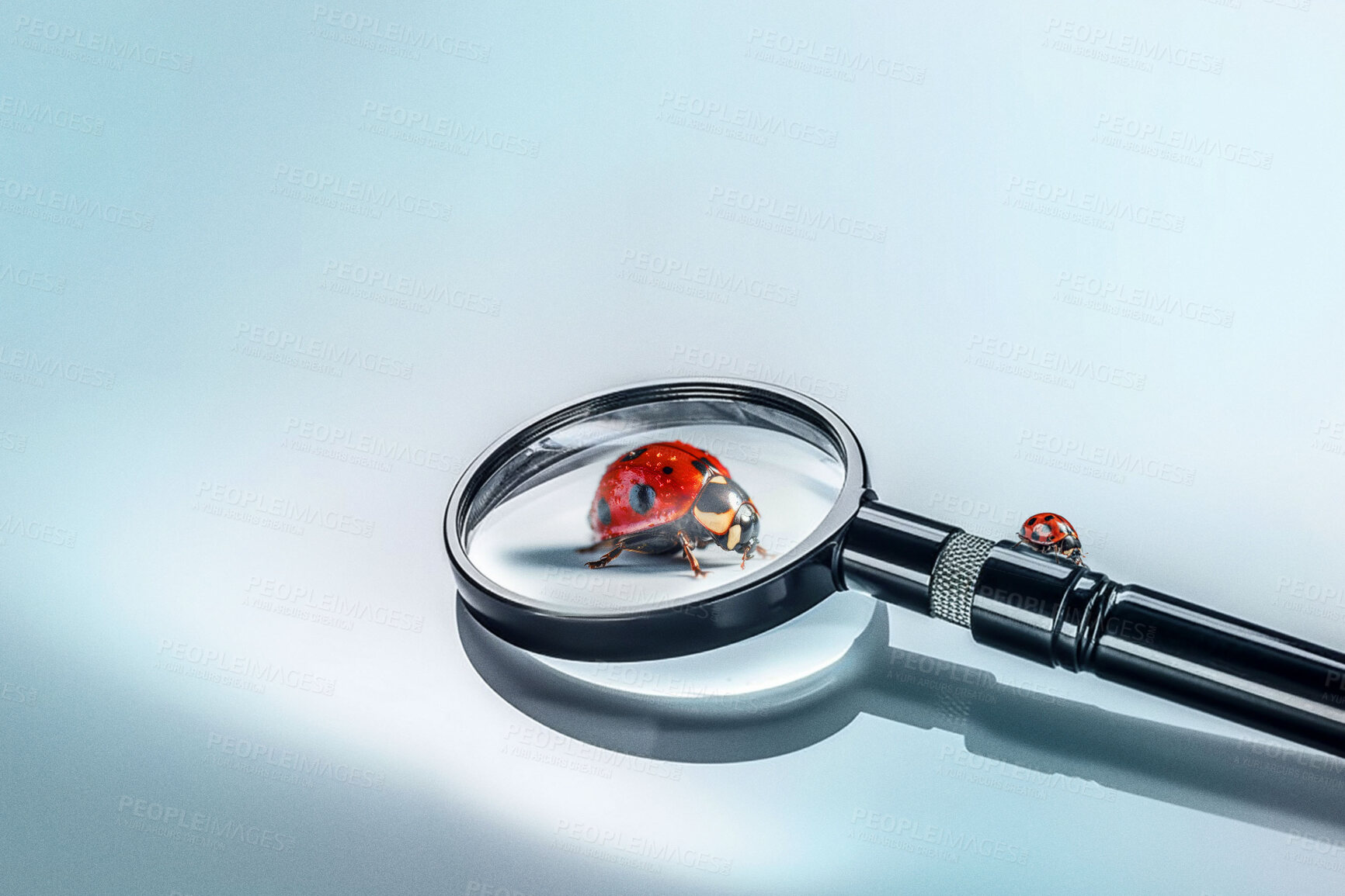 Buy stock photo Closeup, magnifying glass and red ladybug on blue studio background for science research, study and entomology mockup space. Ai generated, bugs and flying insects with magnifier for inspection