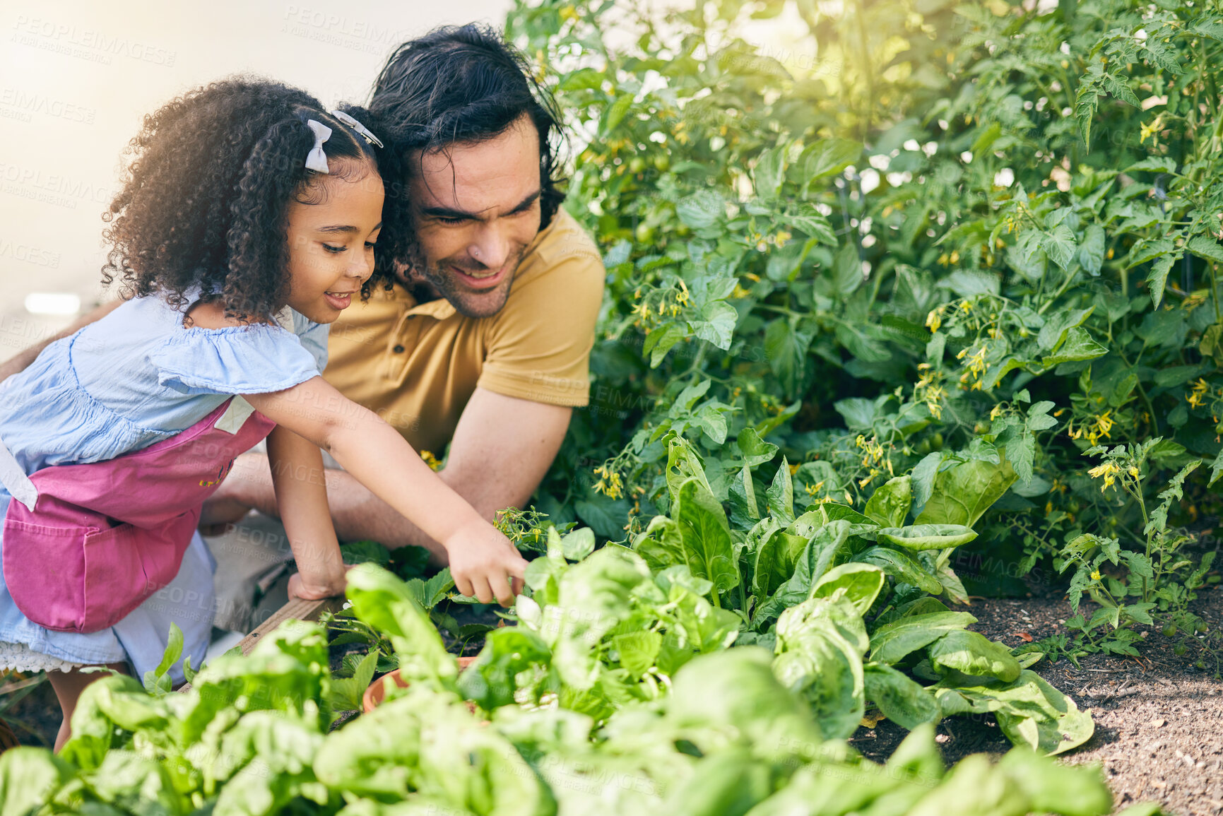 Buy stock photo Gardening, father and girl in backyard with plants, teaching and learning with agro growth in nature. Small farm, sustainable food and dad helping child in vegetable garden with love, support and fun
