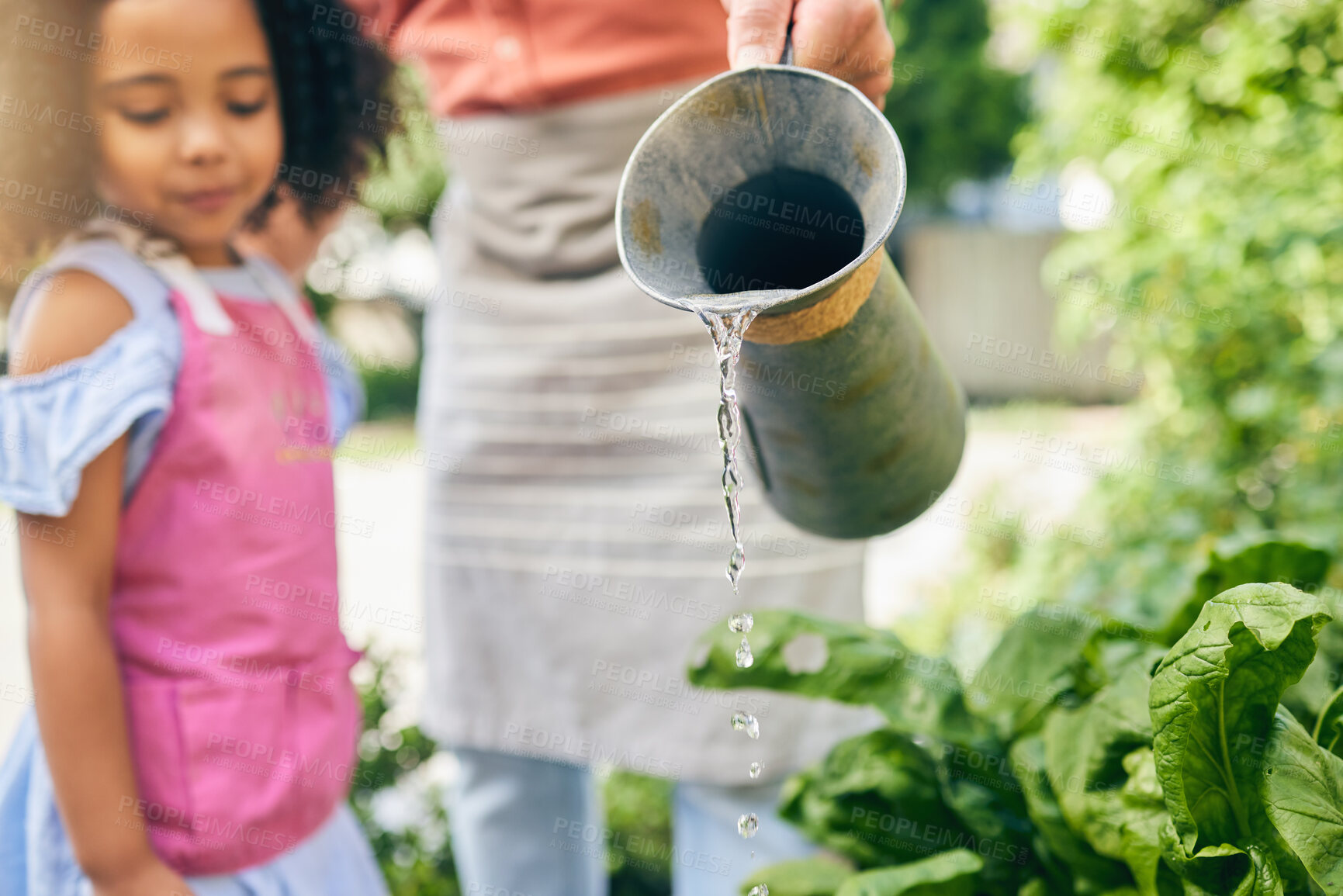 Buy stock photo Gardening, dad and child water plants, teaching and learning with growth in nature together. Backyard, sustainability and father helping daughter watering vegetable garden with love, support and fun.