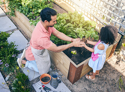 Buy stock photo Gardening, dad helping daughter with plants and sustainability, teaching and learning with growth in nature. Farming, food and father with daughter in vegetable garden with love, support and kids fun