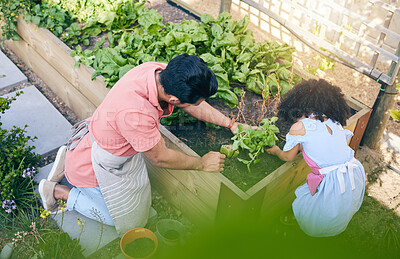 Buy stock photo Gardening, sustainability and dad with child from above with plants, teaching and learning with growth and nature. Fun, backyard and father helping daughter, vegetable garden with love and support.