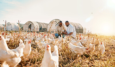 Buy stock photo Men, agriculture checklist and chicken in sustainability farming, eco friendly or free range, industry teamwork. Happy african people or farmer outdoor with animals health, clipboard and inspection