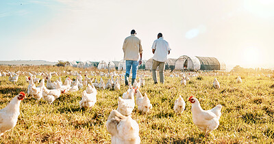 Buy stock photo Black people, back and walking on farm with chicken in agriculture together and live stock. Rear view of men working in farming, sustainability and growth for supply chain or crops in the countryside