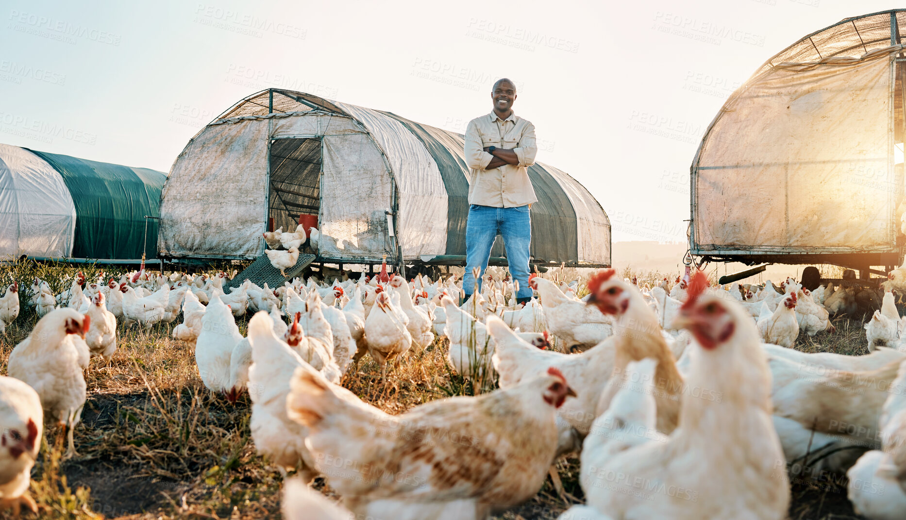 Buy stock photo Chicken, farmer and portrait of black man doing agriculture on sustainable or organic poultry farm or field at sunrise. Animal, eggs and worker happy with outdoor livestock production by countryside