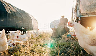 Buy stock photo Chicken coop, farming and family with birds check outdoor for sustainability and agriculture. Dad, child and working together on farm field and countryside with support and care for animal livestock