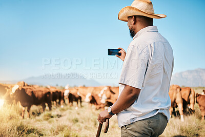 Buy stock photo Agriculture, farmer or black man on farm taking photo of livestock or agro business in countryside. Picture, dairy production or African person farming cattle herd or cows on outdoor grass field