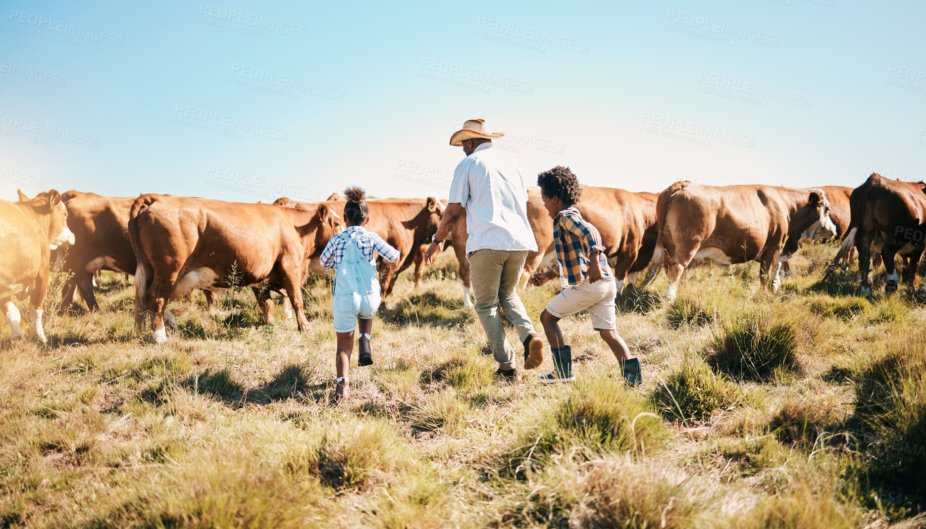 Buy stock photo Farm, cattle and father holding hands with children in countryside for ecology, adventure and agriculture. Family, sustainable farming and dad with kids for bonding, relax and learning with animal
